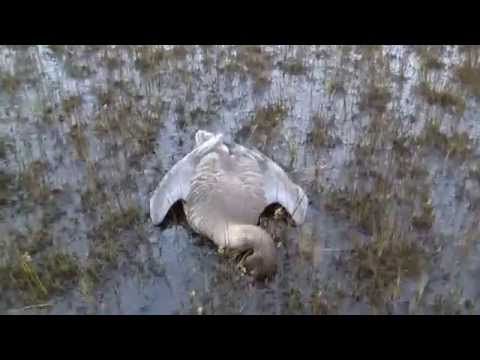 Goose Hunting , Hanhen metsästys.avi
