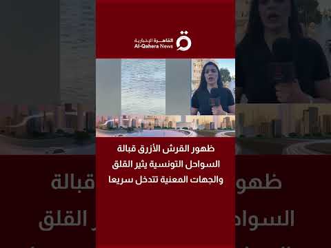 "مش مؤذي".. تفاصيل ظهور "القرش الأزرق" قبالة السواحل التونسية 