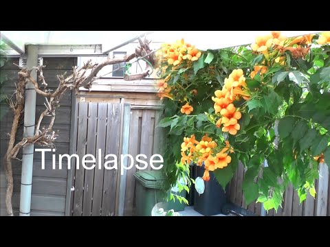 Time lapse - Trompetklimmer Trumpet Vine (Campsis)