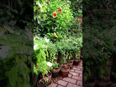 小低木のバラ「ピンクスワニー」 植物