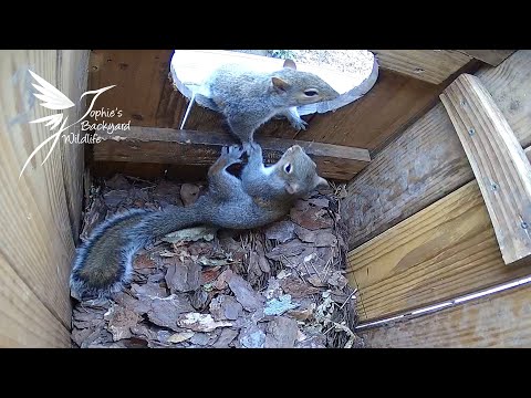 Barred Owl box - Squirrels are playing!