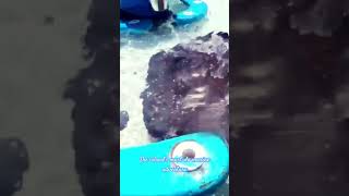 Glide with the rays—only on Castaway Cay. #disneywishcruise #castaways #rays #shorts