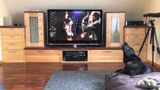 Benny, The (Andrew) Bird Dog