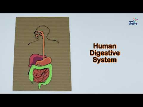 How to Make Human Digestive System Model