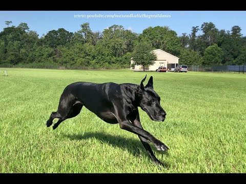 YouTube video about: How fast do great danes run?