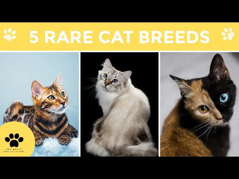 Top 5 Rare Cats In The World