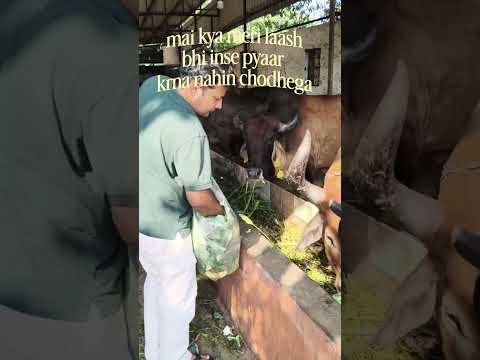 गौमाता की आँखों में सुकून और उनके पास बिताया हर पल हमारी टीम के लिए सबसे बड़ा आशीर्वाद है। 🙏🌿