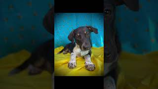 Video preview image #1 Dachshund-Unknown Mix Puppy For Sale in Pleasanton, TX, USA