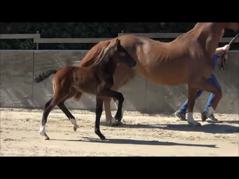 *2022 Hengst von Condoctro - Charming Boy SOLD!!!