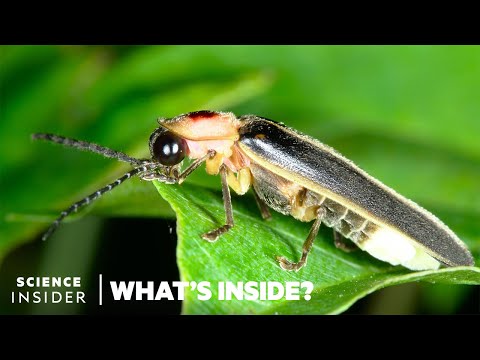 What's Behind The Firefly's Glow | What's Inside?