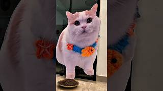 Download lagu Babu Punya Trik Aneh Buat Kucingnya, Tapi Malah Kena Prank Balik! 🐱 #shorts #kucing mp3