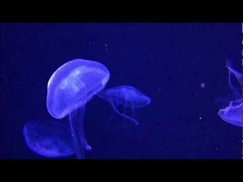 Psy-Baba - Umi no Sekai - 海の世界 [Psybient]