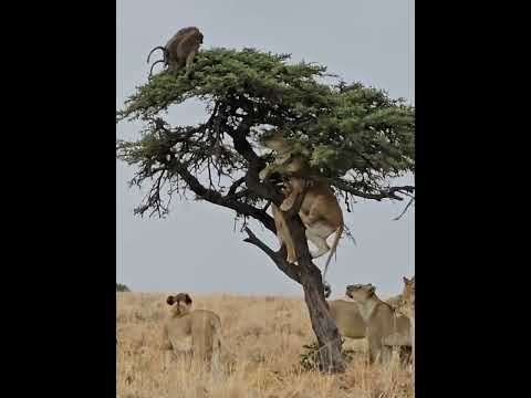 Baboons get themselves in trouble with the lionesses