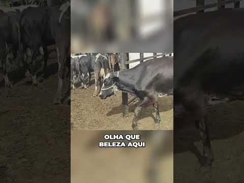 As melhores vacas leiteiras da Fazenda Salgadinho  Pernambuco #nordeste