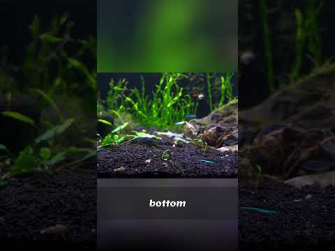 Tiny Fish Schools Light Up Your Aquarium: Complete Care Guide