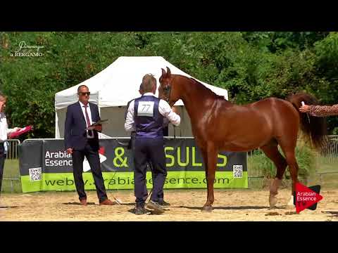 N.77 DH OMAHA JUSTYNN - Bergamo 2017 - 8 Years Old and Older Stallions (Class 10)