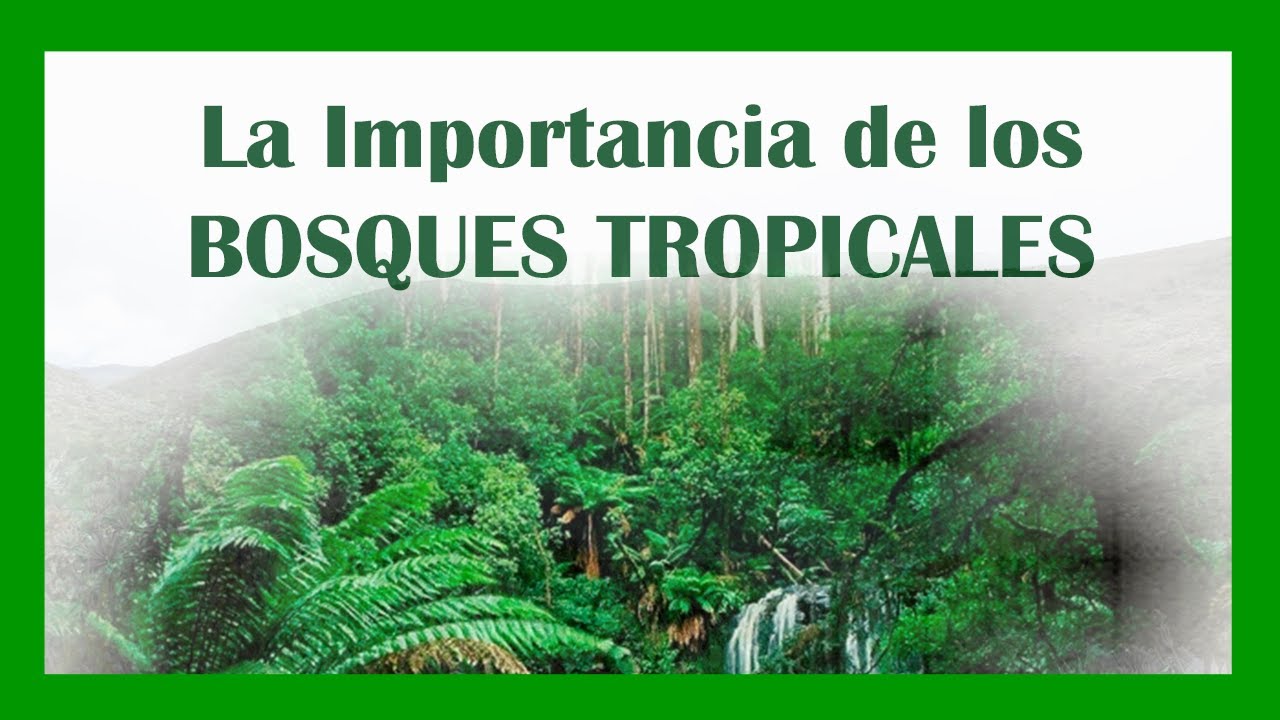 ¿Cuál es la importancia de los bosques secos tropicales? LIB ASK