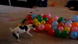 DOG vs. BALLOONS