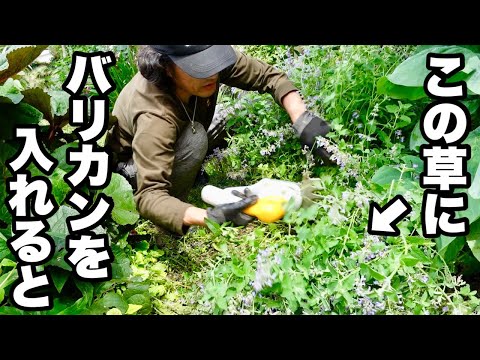 園芸 ジャイアントソードファーン