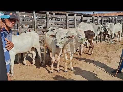 FEIRA DO GADO DE SANTO ANTÔNIO-RN 11.10.2025