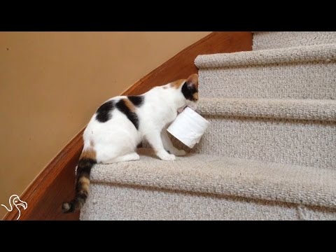 Cats Who Love To Steal Things