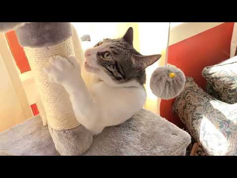 How to get your cat to climb a tall multi level deluxe cat condo Poly Polydactyl shows how it's done