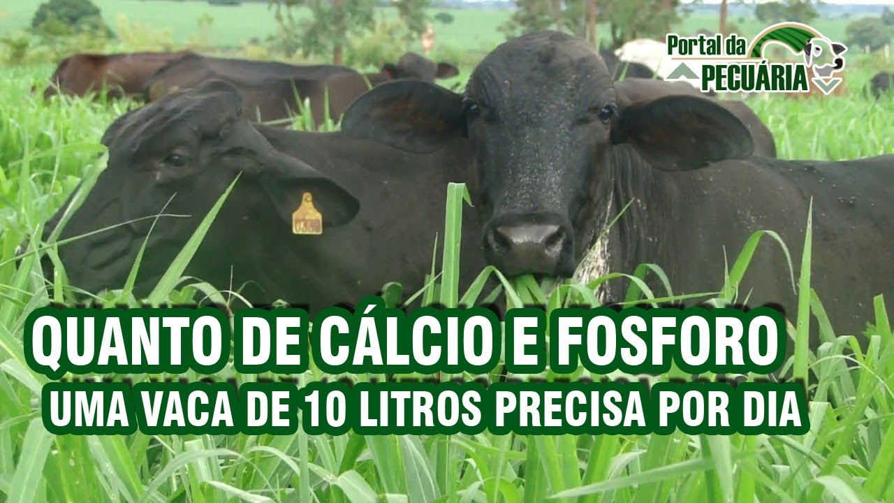Quanto de Cálcio e Fosforo uma vaca de 10 litros precisa por dia