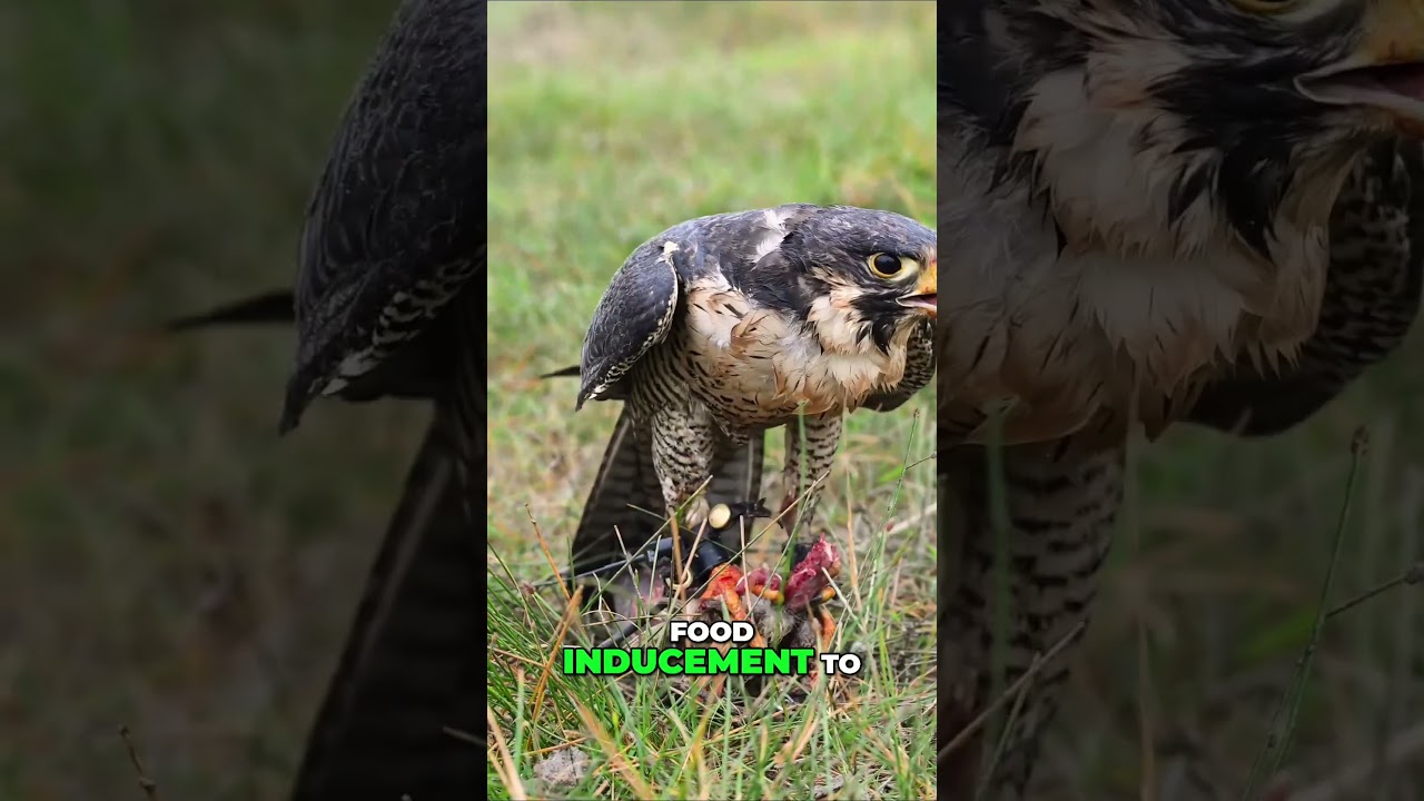How to Train a Falcon: Building Trust and Bonding #conservation #podcast #duckhunters