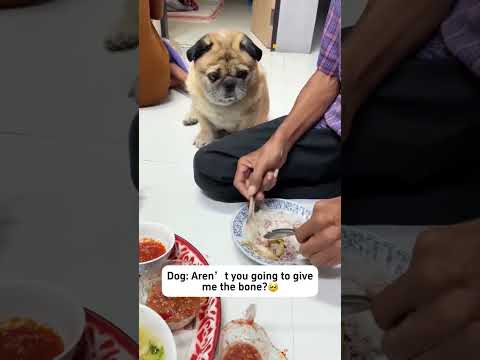 Funny and cute dogs compilation#funnydogs#cute#doglover#doglife#cure#dogshorts#pet#doglife#dogshorts