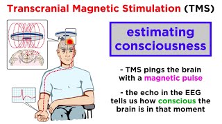 The Biopsychology of Consciousness