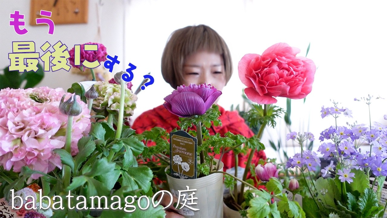 babatamagoの庭/【感謝】この春は珍しくて素敵なお花が多すぎる！