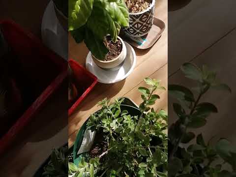  4月下旬の霜から植物を守るにはどうすればよいですか？若い植物を保存するための効果的な方法  庭園