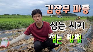 김장무 언제 심어야 ? 김장무 모종으로 하면 될까? 김장무 재배법