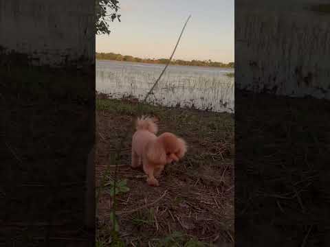 Teddy #spackds #shakacg #funny #cute #toy #goldenretreiver