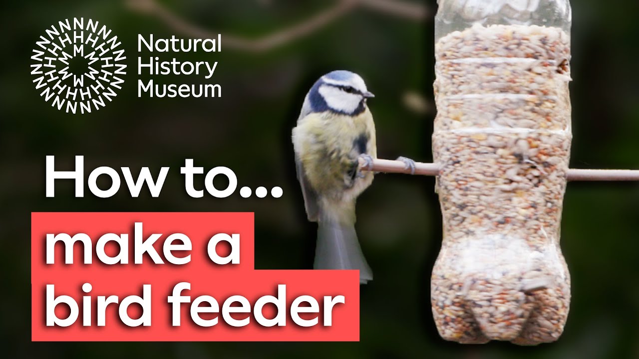 How to make a bird feeder