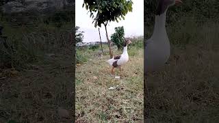 Download lagu Dj Maskil. - the Pekins !!! mp3 Download lagu Dj Maskil. - the Pekins !!! mp3