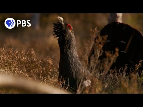 Capercaillies Battle for the Right to Mate