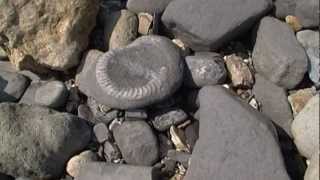 preview picture of video 'Charmouth & Lyme Regis / Collecting Fossils at the Jurassic coast / Dorset UK / Ammonites'