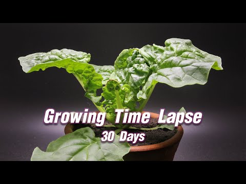 Growing Chinese Cabbage Time Lapse 30 Days