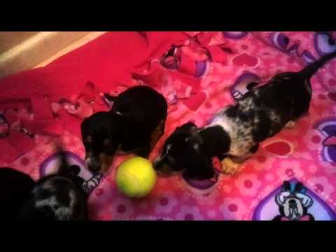 Xandria's Puppy video-2011-02-05