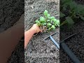 New Variety: Black Potato Planting 🥔