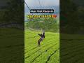 Places To Visit In Munnar Munnar Trip Munnar Itinerary Shwetha Salian Wanderbees