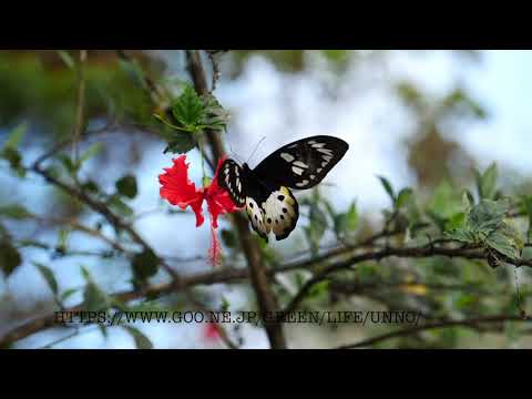 チトヌストリバネアゲハの♀の飛翔　Ornithoptera tithonus