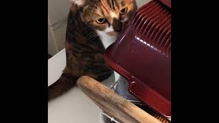 フライパン洗い猫/licking a frying pan