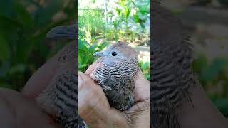 Download lagu ciri perkutut wisnu murti #viral #shorts #youtubeshorts #trending #sahirutomo #perkutut mp3 Download lagu ciri perkutut wisnu murti #viral #shorts #youtubeshorts #trending #sahirutomo #perkutut mp3