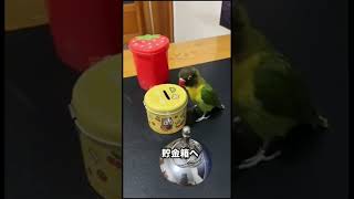 ジジイみたいな思考をするインコ。でもなぜか可愛い謎 # #動物 #犬 #猫 #鳥