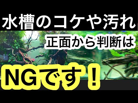 水槽の水が凍らないようにするにはどうすればよいですか?冬に幸せな鳥を育てるための簡単なヒント  庭園