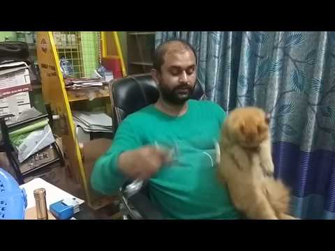 This Bangladeshi cat might be the cutest in the world @ Dr. Sagir's Pet Clinic 01912251312