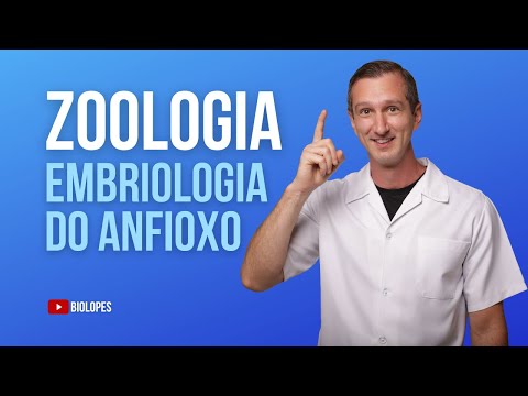 AULA 02 - EMBRIOLOGIA DO ANFIOXO - BIOLOPES