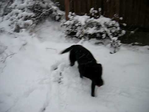 snow in Oak Hill Park